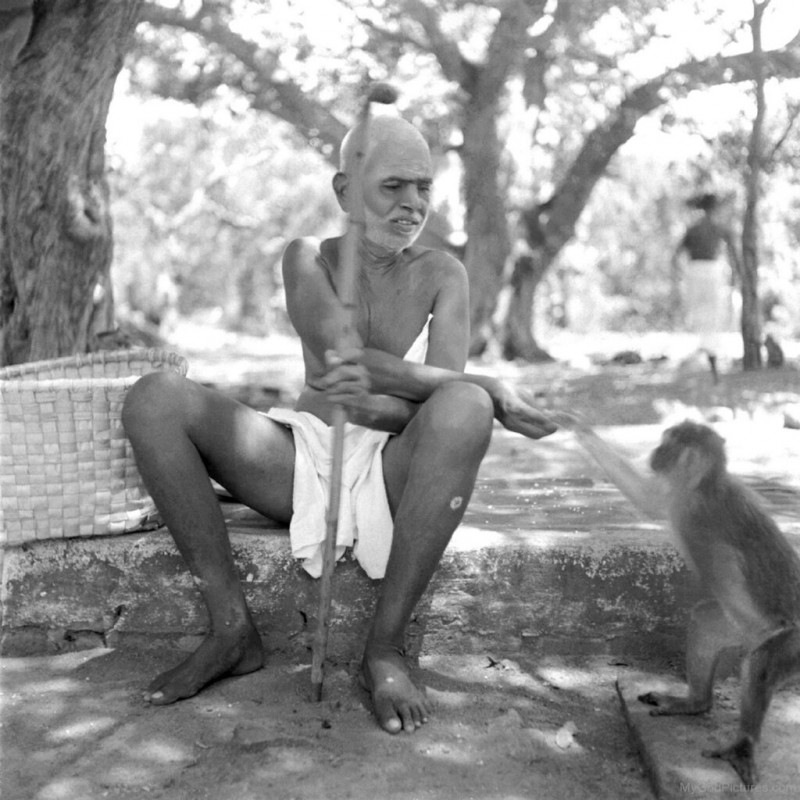 Bhagwan Ramana Maharishi and the Monkey