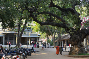 Day-to-Day Activities in Ramana Ashram